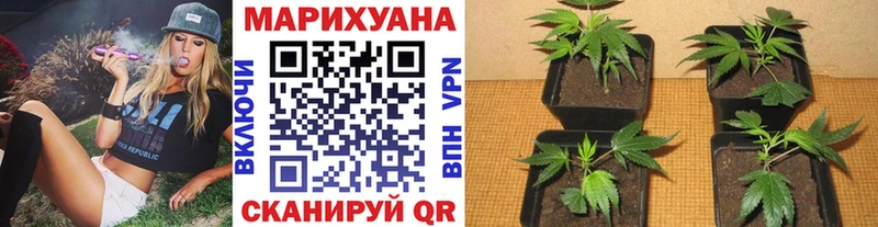 Каннабис AK-47  Зима 